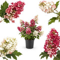 Ruby Slipper Oakleaf Hydrangea Live Plant, 6-10" Tall in a Quart Pot, Hydrangea Plant Live, Low Maintenance, Cold Hardy Perennial Flowering Shrub for Garden Beds & Outdoor Landscaping by GINGERGLOW