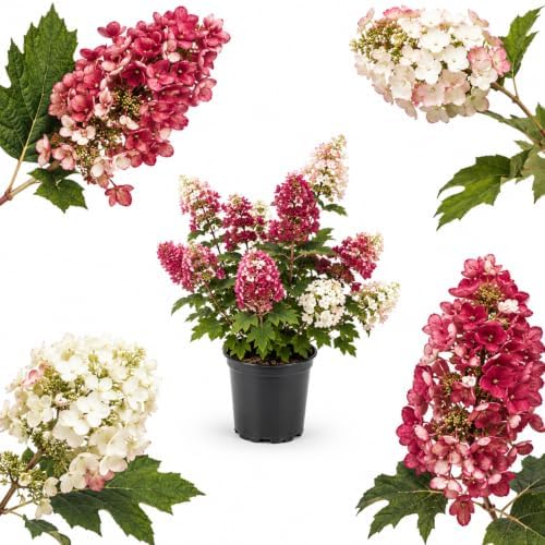 Ruby Slipper Oakleaf Hydrangea Live Plant, 6-10" Tall in a Quart Pot, Hydrangea Plant Live, Low Maintenance, Cold Hardy Perennial Flowering Shrub for Garden Beds & Outdoor Landscaping by GINGERGLOW