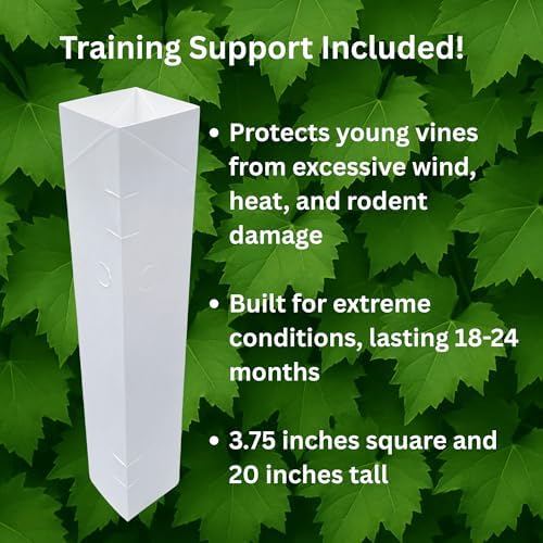 Concord Seedless Bare Root Grape Vines - The American Table Grape - 1-Year Old Plant with a Free Vine Support Included - from Hand Picked Nursery (1) - Image 2