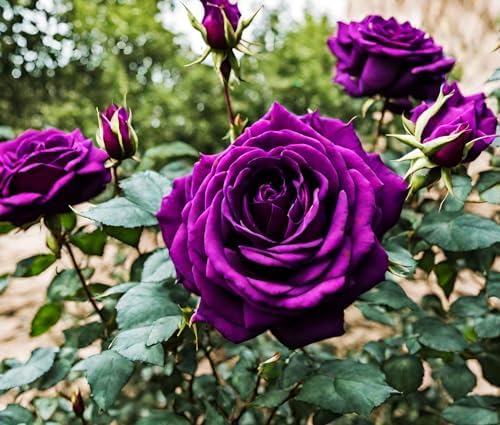 Bonsai Germany Rare Purple Roses 30Pcs Dragon Rose Heirloom Seeds - Image 6