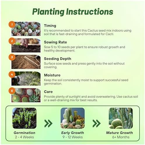 Outsidepride Mix Cactus Seeds - 2000 Pcs Perennial, Drought-Tolerant & Low Maintenance Succulent Seeds for Planting Blooms with Thick & Fleshy Stems for Sunny Gardens & Windowsills - Image 5