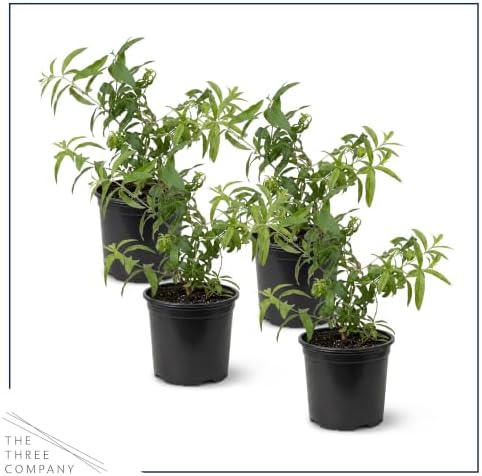 Herb - Lemon Verbena (4 Pack), Live Edible Herb, Herbal Tea, Lemon Aroma - Image 3