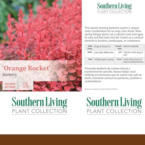 Southern Living 2 Gal. Orange Rocket Barberry Shrub - Image 5