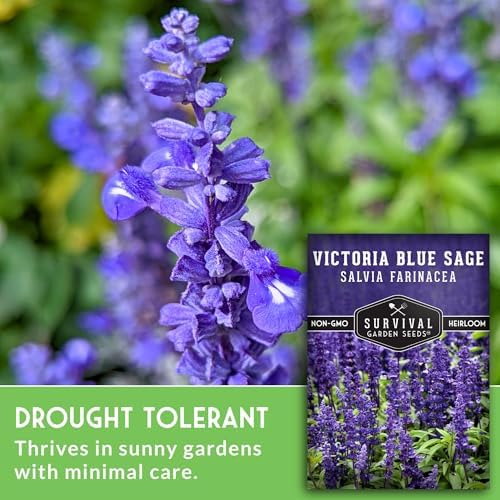 Victoria Blue Sage Seeds for Planting - 2 Packs - Image 3
