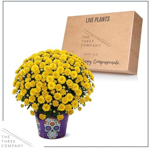 Chrysanthemum (Purple Skull Deco Pot), Yellow Blooms, Live Fall Flowering Perennial, 15" Tall by 12" Wide in 3 Qt Pot - Image 6