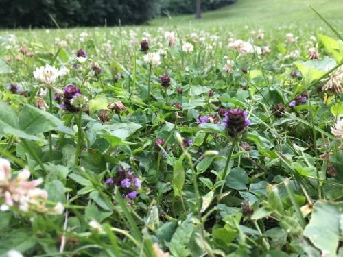 Bee Lawn Seed Mixture, 25 lb - Image 7