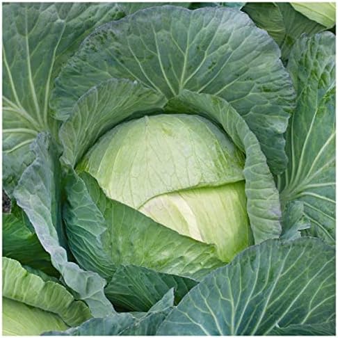 1 Lb Organic All Seasons Cabbage Seeds - Gold Vault Packet by Everwilde+Farms