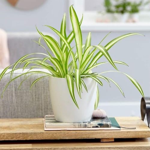 American Plant Exchange Spider Plant – Live Indoor Houseplant, 4-Inch Pot – Air-Purifying Chlorophytum Plant for Home, Office, and Indoor Décor - Image 4