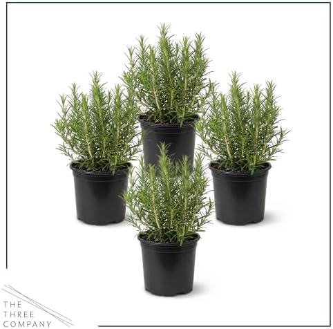 Herb - Rosemary (4 Pack), Live Edible Culinary Herb, Aromatic, Savory - Image 3