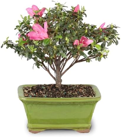 Brussel's Bonsai - Small Satsuki Azalea Live Bonsai Tree, Potted Outdoor Plant - Image 3
