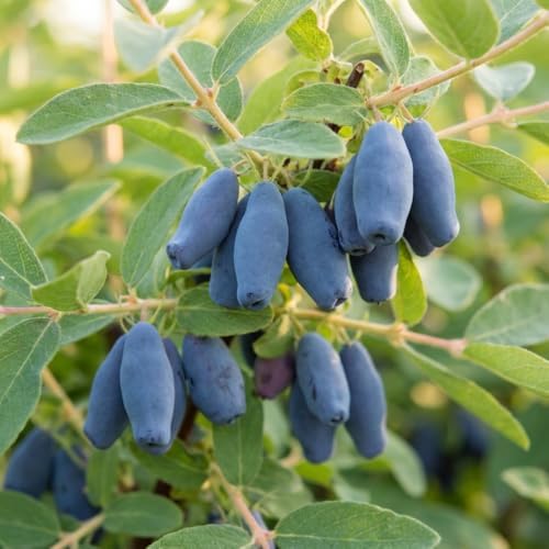 Blue Honeyberry Plant Live, Haskap Berry Fruit Tree, 4-6 Inch Tall - Image 7