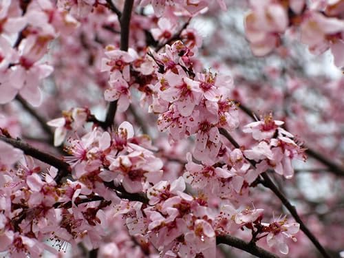 Red June Plum - Live Fruit Tree Shipped 1 to 2 Feet Tall by DAS Farms - Image 2