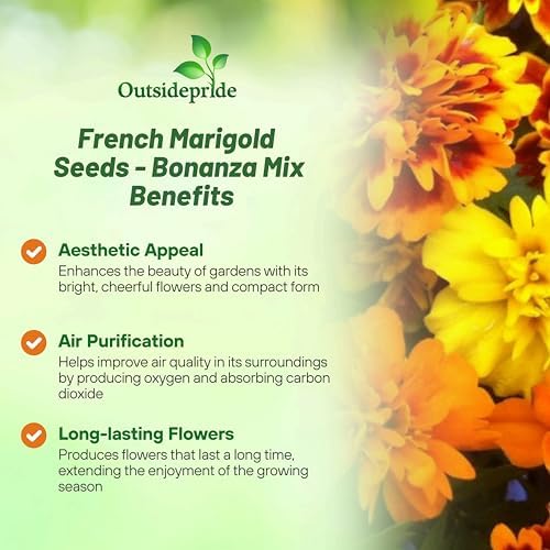 Outsidepride Bonanza Mix French Marigold Seeds - 200 Pcs Annual, Compact, Heat & Drought Tolerant Flower Seeds for Planting w/Double Crested, Bi-Colored Blooms, Ideal for Vibrant Pollinator Gardens - Image 3