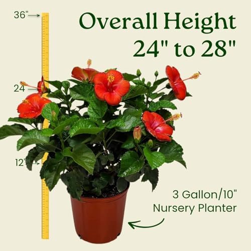 Hibiscus Plant Live - Hibiscus Bush - Red President - Overall Height 26" to 28" - Tropical Plants of Florida (Plant Only) - Image 3