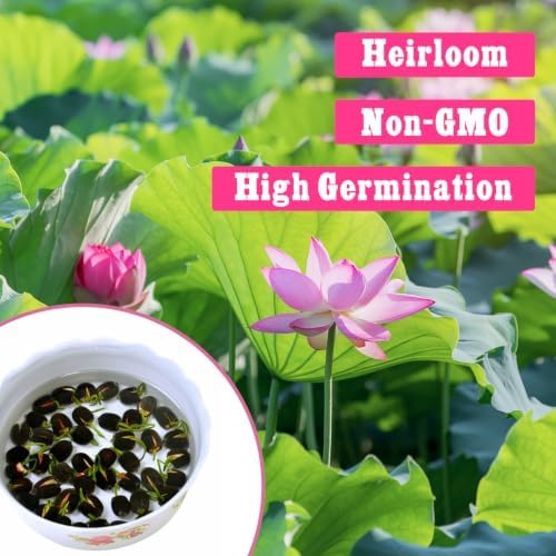 10Pcs Lotus Seeds for Planting in Water Aquatic Plants for Ponds, Bonsai - Image 2