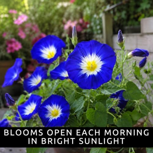 Blue Morning Glory Seeds for Planting Climbing Vine 100 Premium Seeds - Image 3