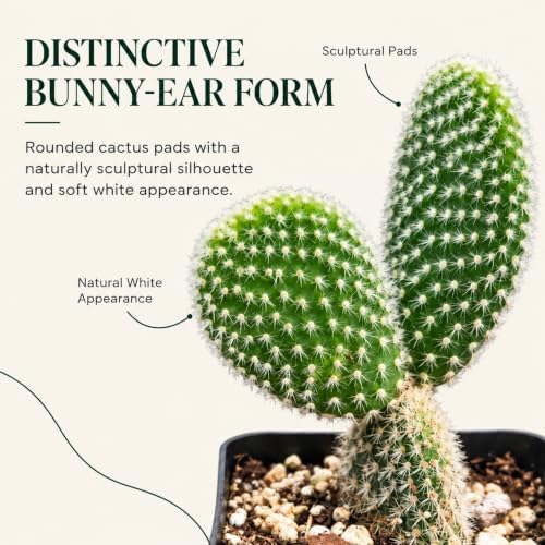 Opuntia White Bunny Ear Cactus Live Plant - Indoor Outdoor Succulent Gift - Image 6