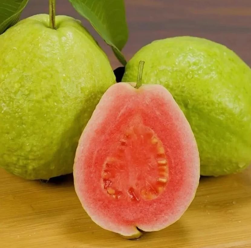 Live Red Guava Fruit Tree Sweet Guavas Plant Tropical Fruits Tree, Grow Outdoor, 5-10 Inch Tall in 4 Inch Pot - Image 3