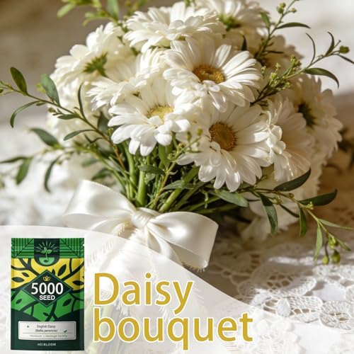 English Daisy Seeds for Planting Outdoor, Tiny Daisy Buttons, 5,000 Seeds - Image 5