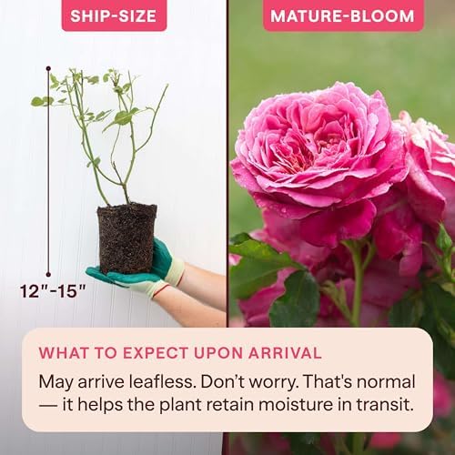 Heirloom Floribunda Roses, Live Own Root Plant, Queen of Elegance™ - Image 2