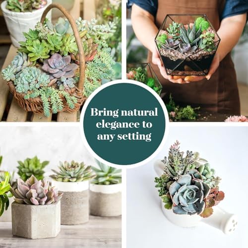 Shop Succulents Pastel Succulent Plant Pack Bulk Collection - Live Mini Succulent Plants, Low Maintenance, Bright & Serene Colors & Textures - Wedding and Party Favors, Gift & Garden, Pack of 100 - Image 6