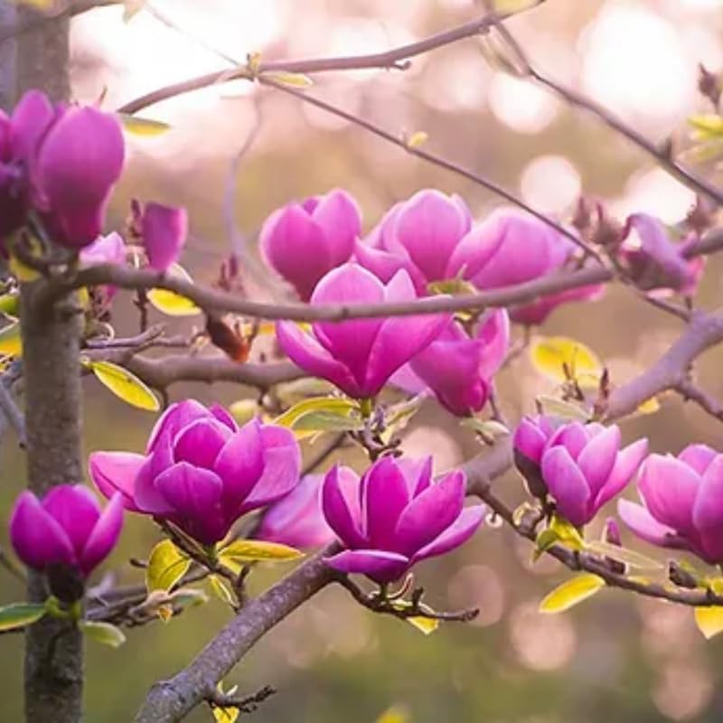 Jane Magnolia Live Plant, Garden Flower Tree, 12-18 Inch Tall, Gallon Pot - Image 4