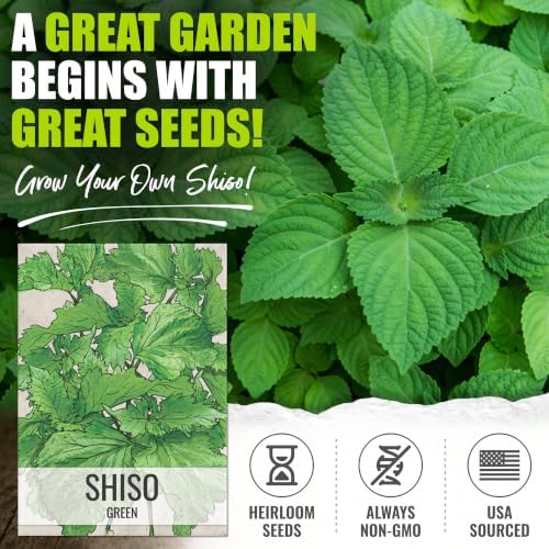 Seed Needs Green Shiso Seeds to Plant an Herb Garden - 5 Packs - Image 2