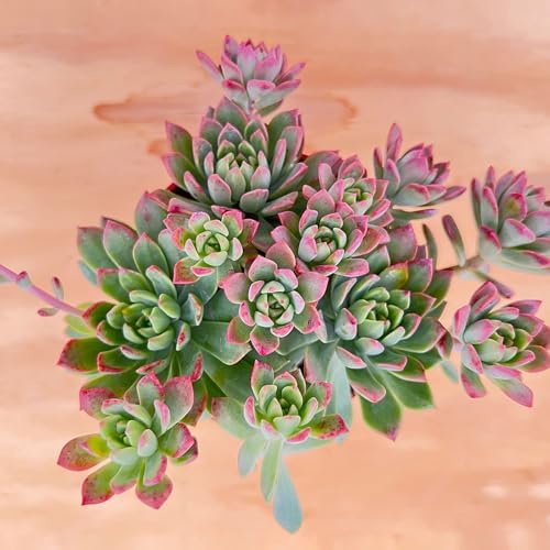 Sprout N Green Sedeveria Markus, Live Succulent Fully Rooted in 4" Pot with Soil Mix, House Plant for Home Office Wedding Hanging Decoration, DIY Projects, Party Favor, Easy to Care, Pets Friendly - Image 2