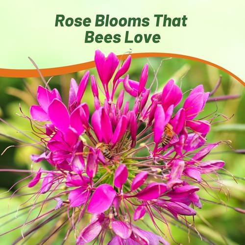 Outsidepride Rose Cleome Seeds - 1000 Pcs Annual Flower Seeds with Large, Airy, Spidery Blooms, Drought Tolerant Spider Plant for Xeriscaping, Flower Bed, Border, Pollinator, & Cut Flower Garden - Image 6