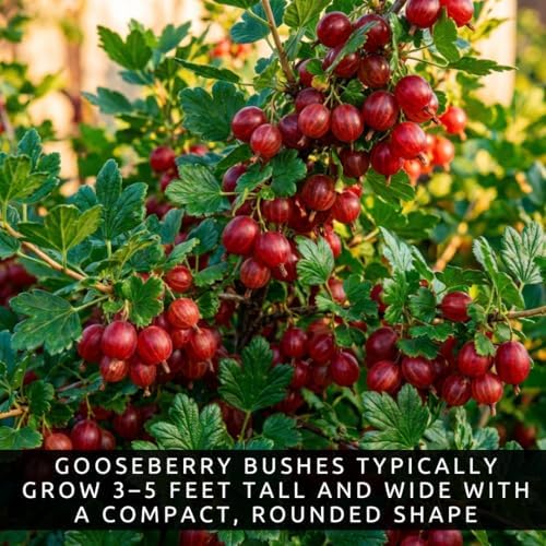 Red Gooseberry Plants Live (3 Pack) – Ships Dormant - Edible Fruit Bushes, Hardy Gooseberry Shrubs for Outdoor Planting, Sweet Tart Berries for Garden & Backyard - Image 5