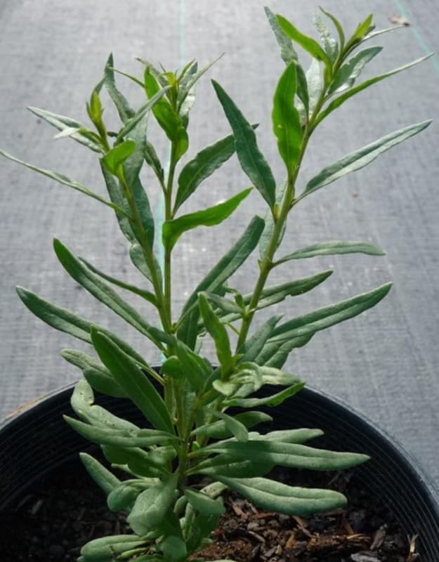 2 Goji Berry Live Plants, 4-10 Inch Tall - Image 3