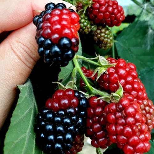 Set 2 Boysenberry Live Plant, 4-7 Inches Tall - Image 3