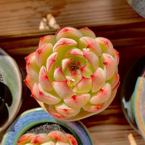 FWPP Live Succulent Plants Echeveria Soul Fairy, Rare Pink Mini Rosette Succulent, 2.5in Bare Root Plant, No Pot Soil, Home Office Bedroom Garden Decor, Easy Care Indoor Houseplant for Plant Lovers - Image 3