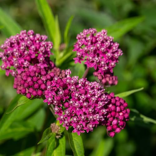 2 Pink Milkweed Live Plants, Flowering Plant, 4-7 Inch Tall - Image 6