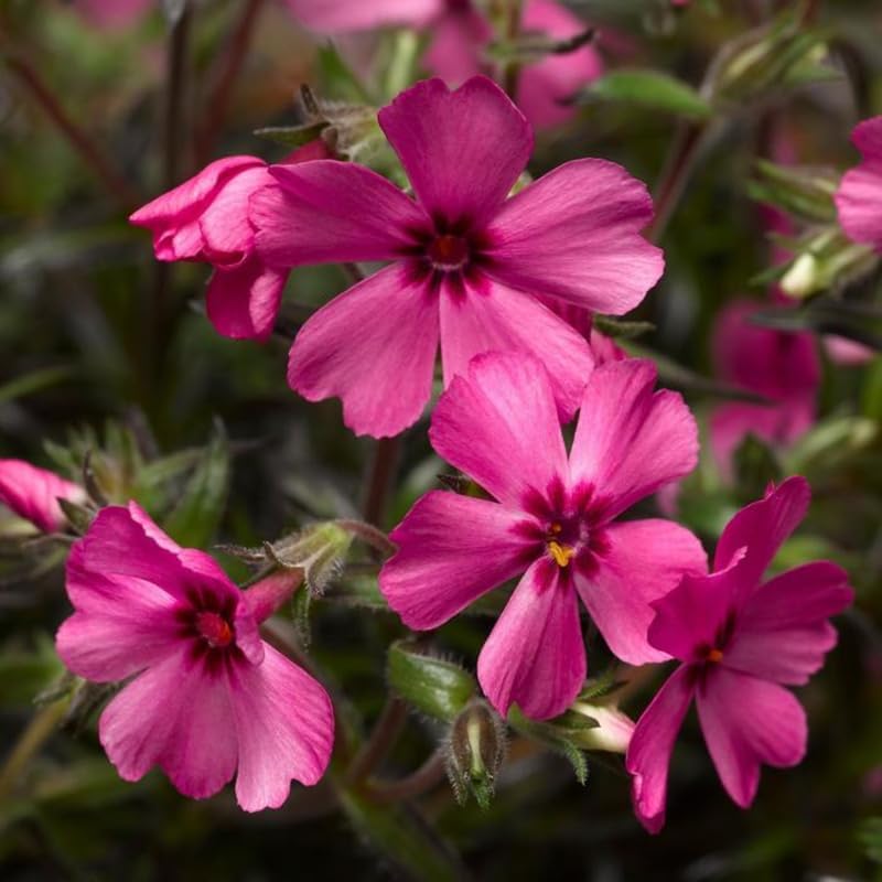 2 Pink Phlox Live Plants, Ground Cover Plant, 2-4 Inch Tall - Image 2