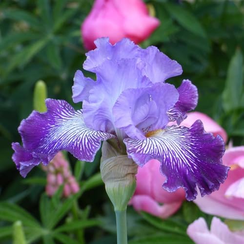 Eden Brothers Bearded Iris Bulbs - Jawbone Flats - Image 3