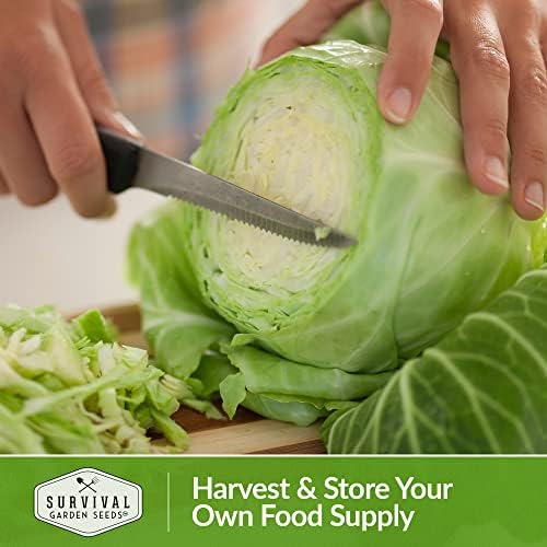 Brunswick Cabbage Seeds for Planting – Survival Garden Seeds (1 Pack) - Image 5