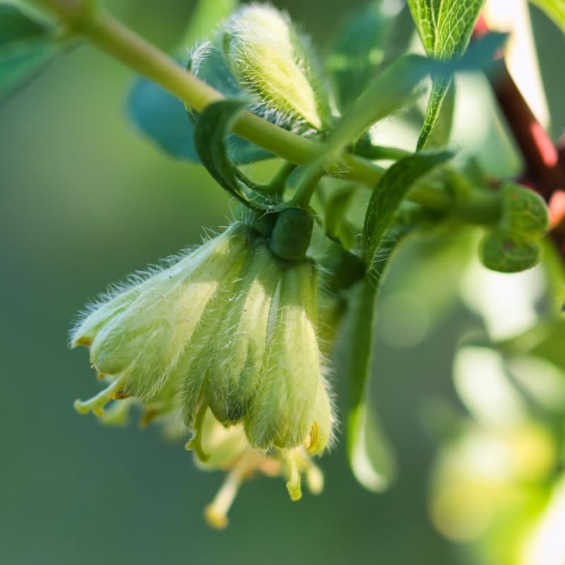 Live Blue Haskap Honeyberry Plant, 4 to 6 Inch Tall Honeyberry Plants - Image 4