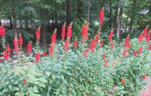 Red Cardinal Flower - Live Plant - Lobelia cardinalis - Vibrant Red Blooms, Attracts Hummingbirds Perennial, 3 Inch Pot, Traditional Medicinal & Garden Herb, Easy to Grow, Hardy Perennial - Image 5