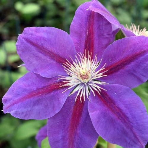 Dark Red Purple Clematis Vine Plant, Clematis Vine Plants Live in 2.5 Inch Pot - Image 4
