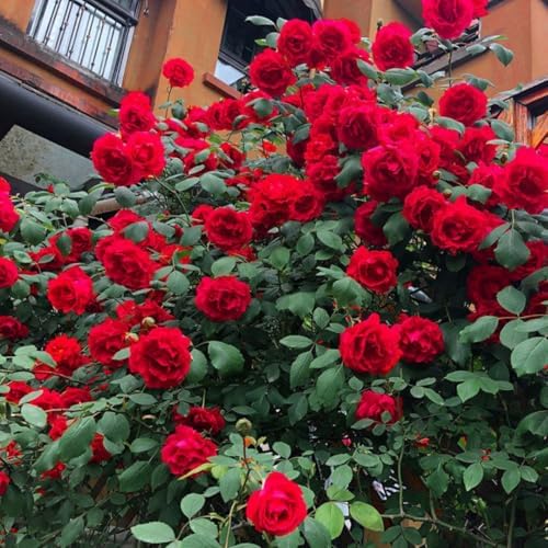 Random Climbing Live Rose Plant, Bush, 5-10 Inch Tall - Image 2
