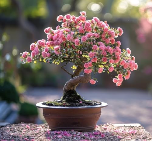 Woods Rose Bonsai Tree Seeds for Planting - 30 Seeds - Flowering Rose Bonsai by CZGrain