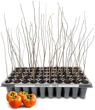 Persimmon Fruit Trees | 10 Live Trees | Diospyros Kaki | Edible Fruit Tree for Home Gardens | Cold Hardy Plants with Sweet, Delicious Fruits by FloridaFoliage