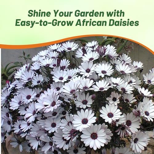 Outsidepride White Osteospermum African Daisy Seeds - 250 Pcs. Perennial Flower Seeds for Planting Outdoors with Long-Lasting Blooms, Drought-Tolerant, Easy to Grow for Sunny Gardens & Borders - Image 5