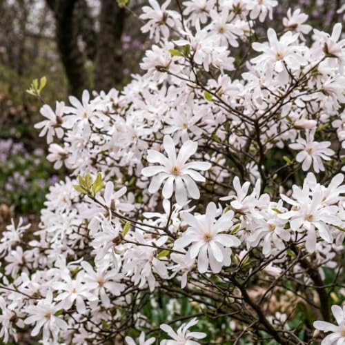 Star Magnolia Flower Tree Live Plant, Outdoor Landscape Tree, 2.5'' Pot - Image 7