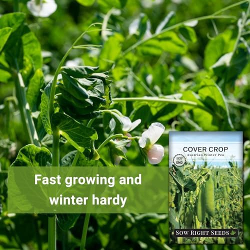 Sow Right Seeds - Austrian Winter Pea Seed for Planting Cover Crops - Image 3