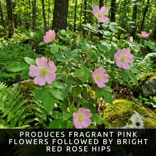 Woods Rose Seeds for Planting | Native Wild Rose Shrub | 100 Seeds - Image 6