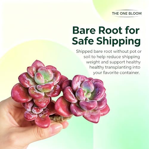 Graptosedum 'Miul' Live Succulent Plant 3-3.5 Inch, Rare Hybrid Succulent Bare Root No Pot, Easy Care Indoor Outdoor Houseplant for Home Garden Decor, Gift for Plant Lovers - Image 5