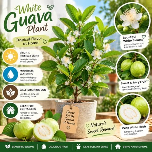 White Guava Tree Live Plant, Garden Fruit Tree, 6-10 Inch Tall, 4 Inch Pot - Image 4