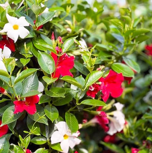 Set 4 Mixed Mandevilla Live Plant Dipladenia Mandevilla Vine Climbing Jasmine Bushes, Tropical Vines for Trellises, 4-6 Inch Tall - Image 6